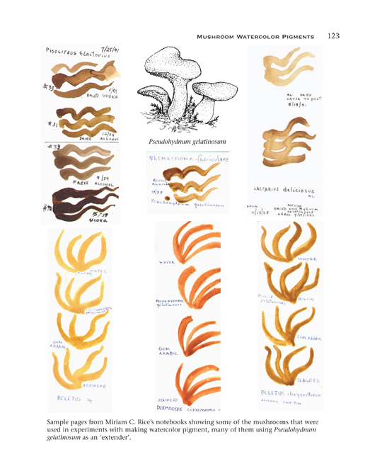 Mushroom Pigments - RAY AND MIRIAM RICE