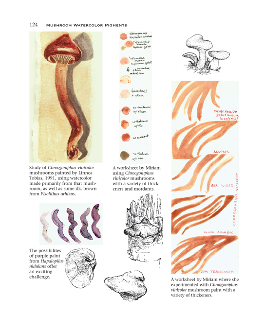 Mushroom Pigments - RAY AND MIRIAM RICE